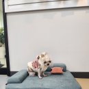 닥터장 동물의료센터 이미지