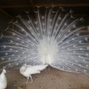 호빈조류새농장 이미지