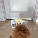 Pet snack(펫스낵) 이미지