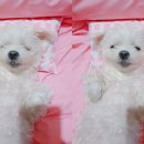 안창선동물병원 이미지