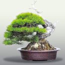 흑송 - 기장군 용수로 89 | 흑송