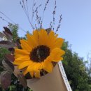 아미플레르 이미지