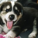 꼬리치는 강아지 이미지