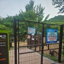 루루 반려견 이미지