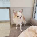 파크동물의료센터 이미지