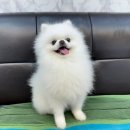 곤룡로 | 다이소 강아지 곤룡포 후기 사이즈, 가격 추석 한복