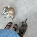 이윤권양한방동물병원 이미지