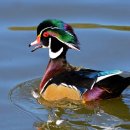 원앙파크 이미지