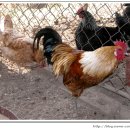 현인농장 이미지