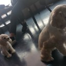 루이야학교가자 이미지