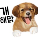닥터호오동물병원 네이버블로그