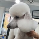 고려 애견 미용실 이미지