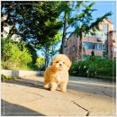 나눔펫 책임분양소 강아지분양 일산점 | 일산 강아지 무료분양 강아지무료분양.