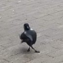 점핑하이 이미지