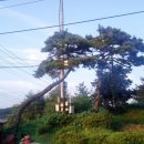 소나무집 - 동구 불로동 | 소나무집