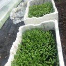 소룡농장 이미지