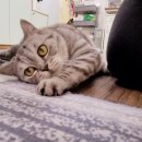 묘랑 고양이 전문호텔 이미지