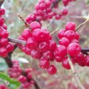 묘수농장 이미지