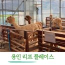플레이스 | 용인 아이랑 실내 동물체험카페 리프플레이스 후기