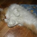 생활 영어(기초) 이미지