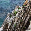 백섬 해상전망대와 화진포, 김일성별장 이미지