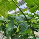 화수 농장 이미지