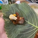 전현무 계획 대구 절창구이 맛집 진해숯불막창: 꼬들쫄깃 식감 끝판왕, 인생 특수부위 발견!