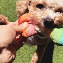 디엠아이 이미지