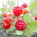 산딸기 - 김해시 번화1로68번길 19 | 산딸기