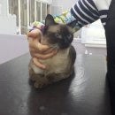 봄봄냥 네이버블로그