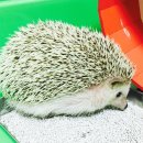 아이러브뭉치 네이버블로그