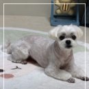 빵독 반려미용실 | [동탄 애견미용] 메이저독: 소형견 가위컷 성지! 스트레스 최소화 &amp; 맞춤 스포팅 리얼 후기