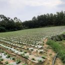 성경농장 이미지