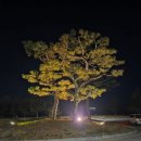 클래식 샹들리에 in 나루 | 인천 영종도⛳클럽72클래식코스 라운딩 후기 : 반차 내고 간 봄 라운딩(26.4.8)