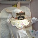 전설의치킨 （휘경주공점） | 🥰💕가마치통닭 허니마늘파닭콤보 배달 후기 (내돈내산) 🍗