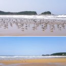 몽산포랑바다랑 이미지