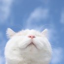 아크릴화 그리기 이미지