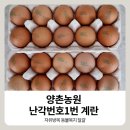 양촌농원 | 신선함이 남다른 양촌농원 난각번호1번 계란 자유방목 동물복지 달걀 후기