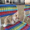 OK캣 | 내추럴발란스 캣사료 추천 - 5년째먹고있는 냥이밥 후기