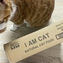 아이엠캣 이미지