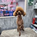 뽀대난 멍냥이 네이버블로그