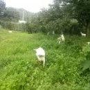 이성식목장 이미지