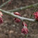 달콤한 나무 이미지