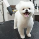 자두샵 이미지