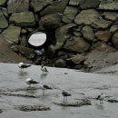 어류정낚시터 이미지