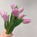 스노우폭스플라워 이미지