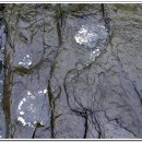 호사유피 이미지