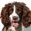 한국특수탐지견센터 이미지