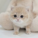 착한 고양이 네이버블로그