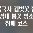 봄꽃체험코스 | 불국사 겹벚꽃 절 경내 봄꽃 명소 참배 코스